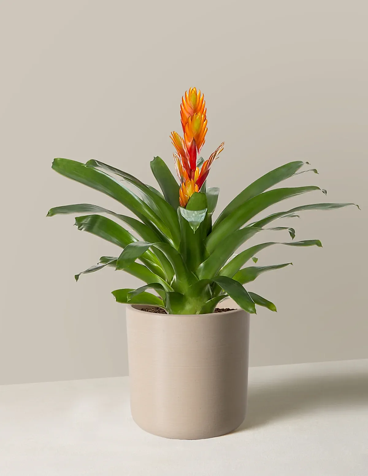 Bromeliad Vriesea Intenso Orange