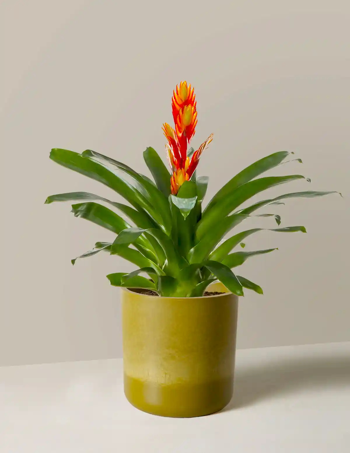 Bromeliad Vriesea Intenso Orange