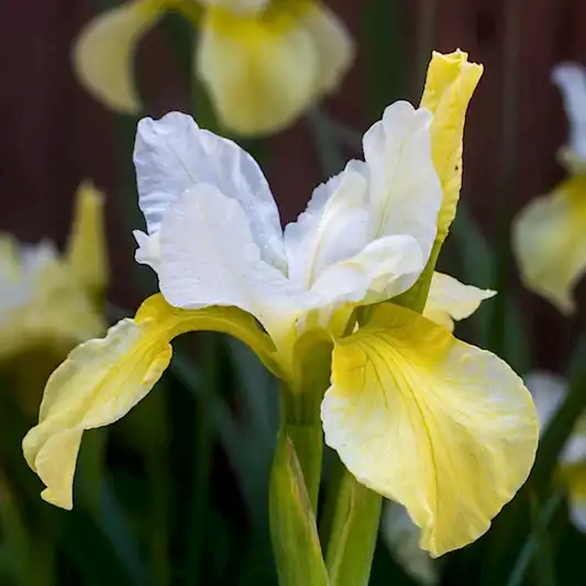 Butter & Sugar Siberian Iris