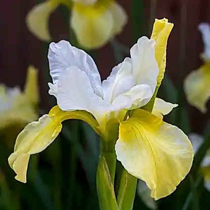 Butter & Sugar Siberian Iris