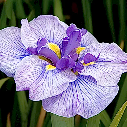 Butterflies in Flight Japanese Iris