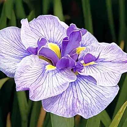 Butterflies in Flight Japanese Iris