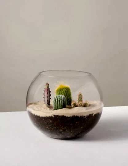 DIY Terrarium Kit