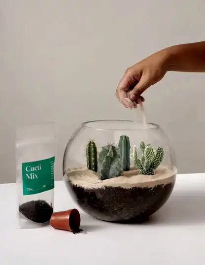 DIY Terrarium Kit