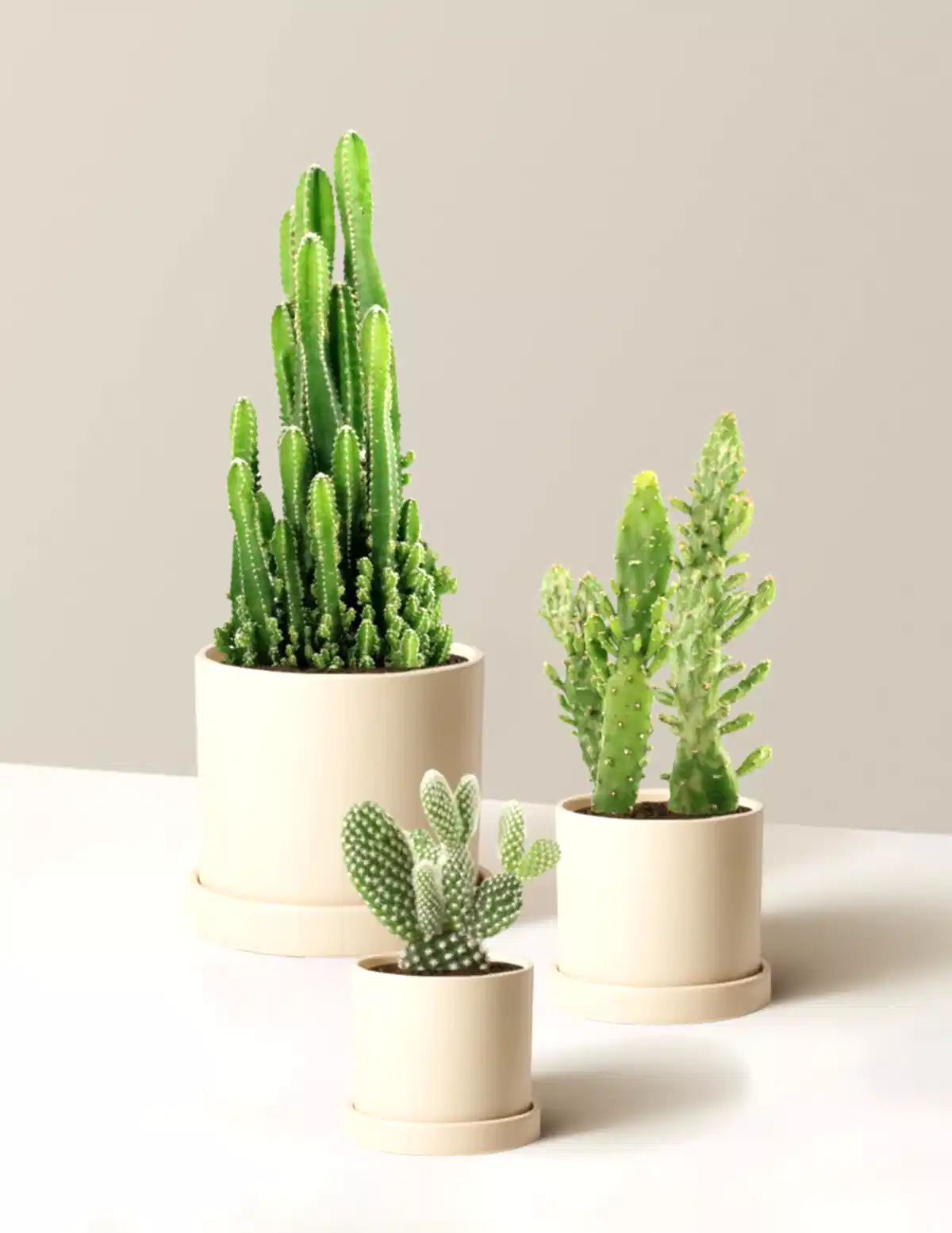 Desert Garden Cacti Trio