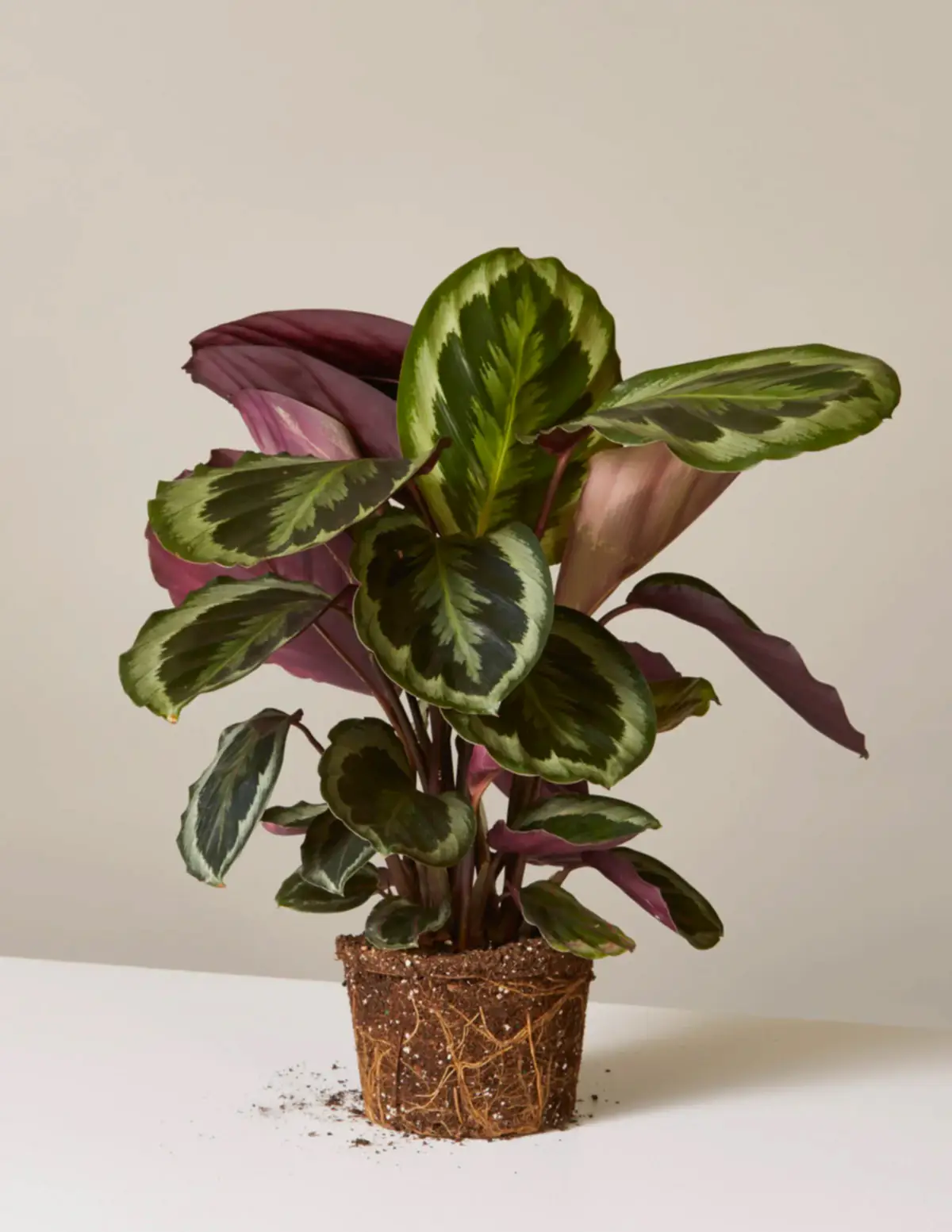 Calathea Medallion