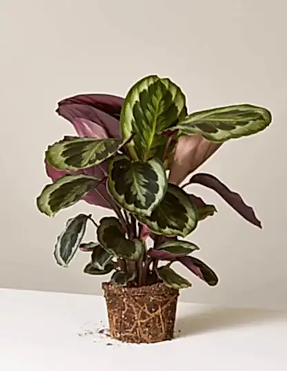 Calathea Medallion