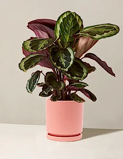 Calathea Medallion
