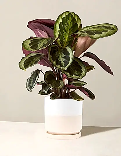 Calathea Medallion