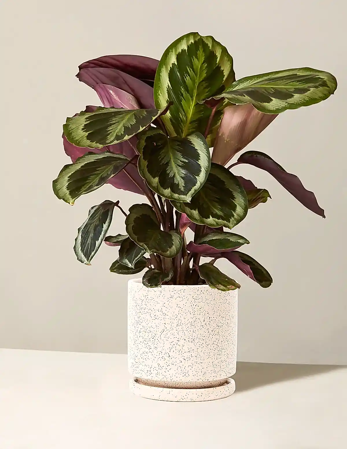 Calathea Medallion