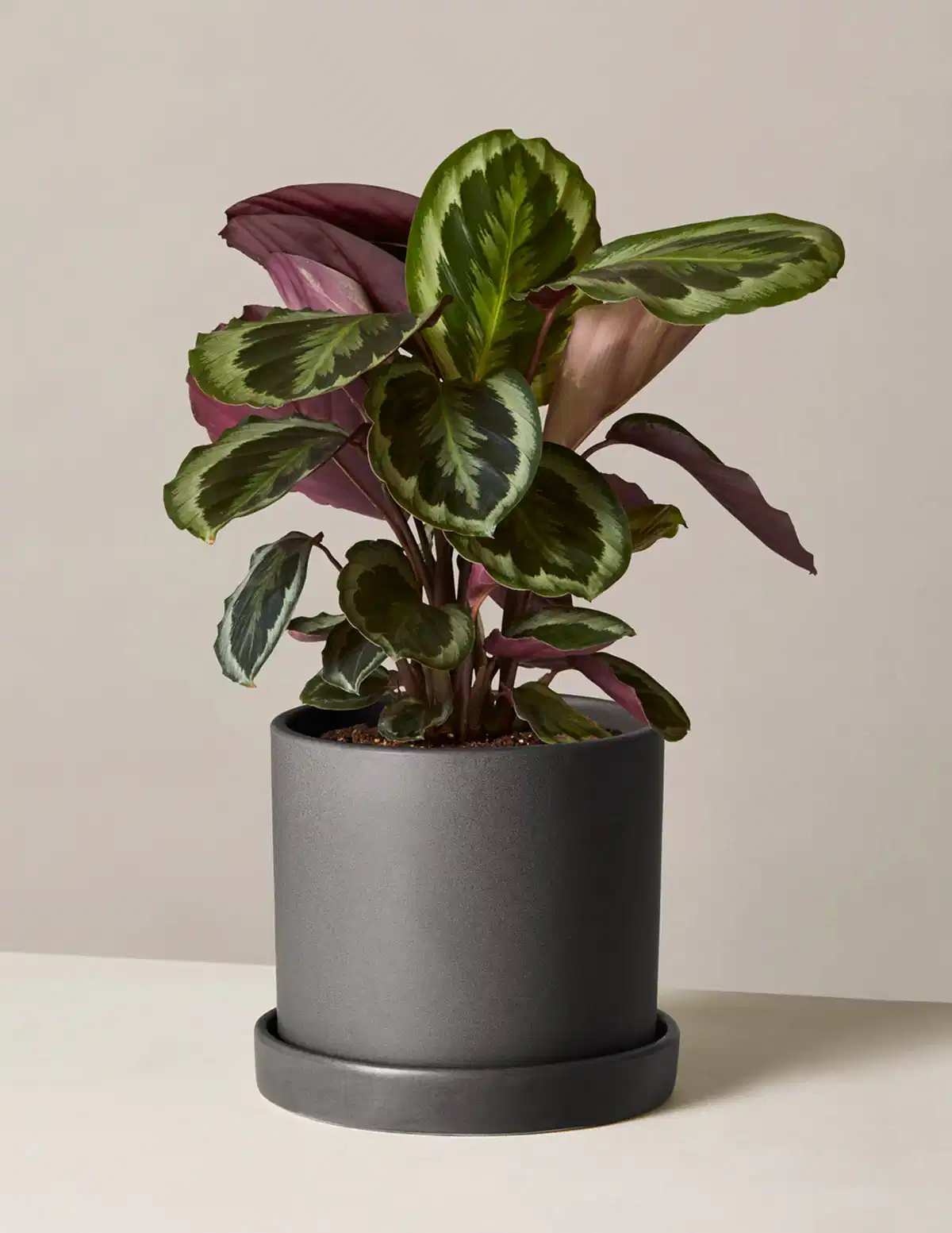Calathea Medallion
