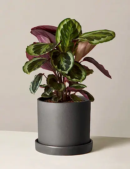 Calathea Medallion