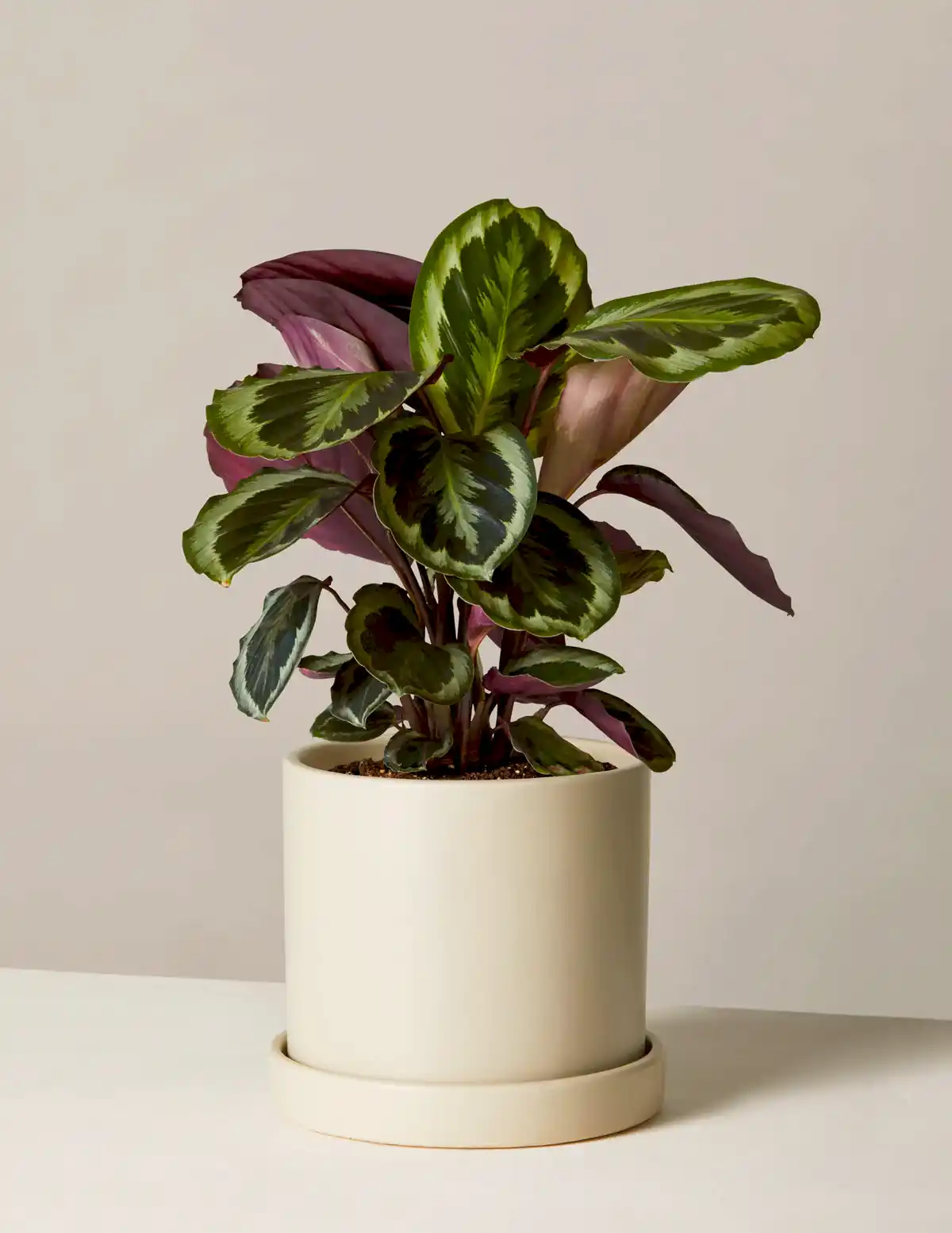 Calathea Medallion
