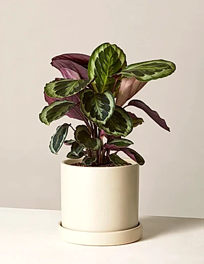 Calathea Medallion