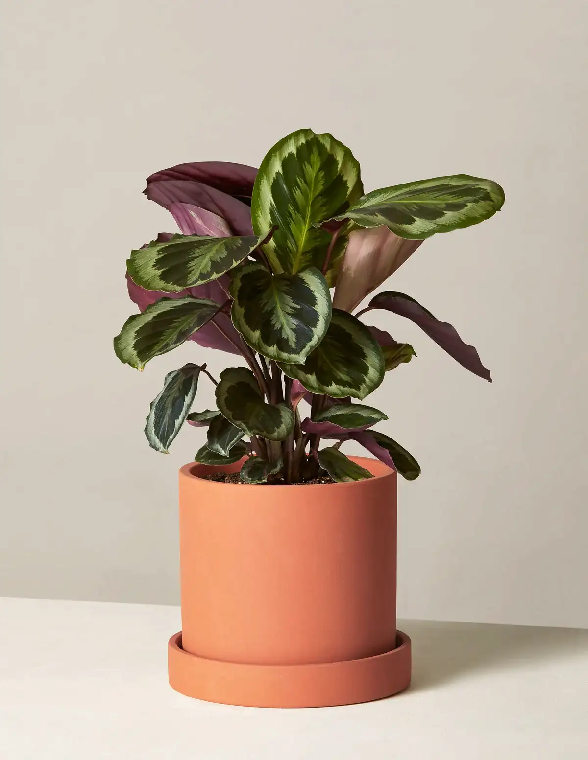 Calathea Medallion