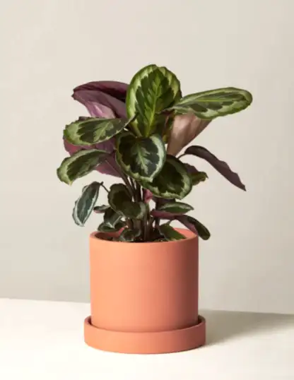 Calathea Medallion