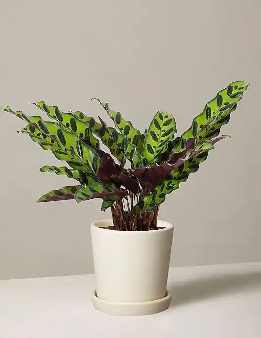 Calathea Rattlesnake