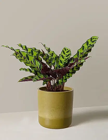 Calathea Rattlesnake