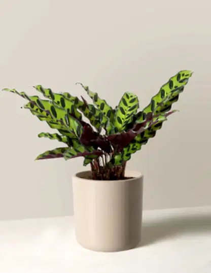 Calathea Rattlesnake