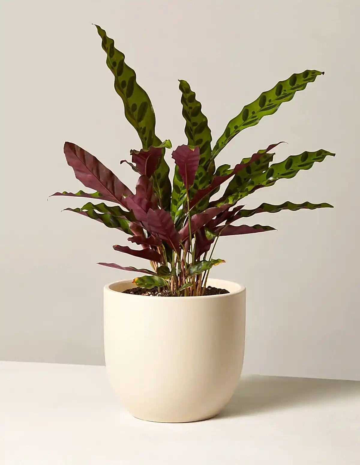Calathea Rattlesnake