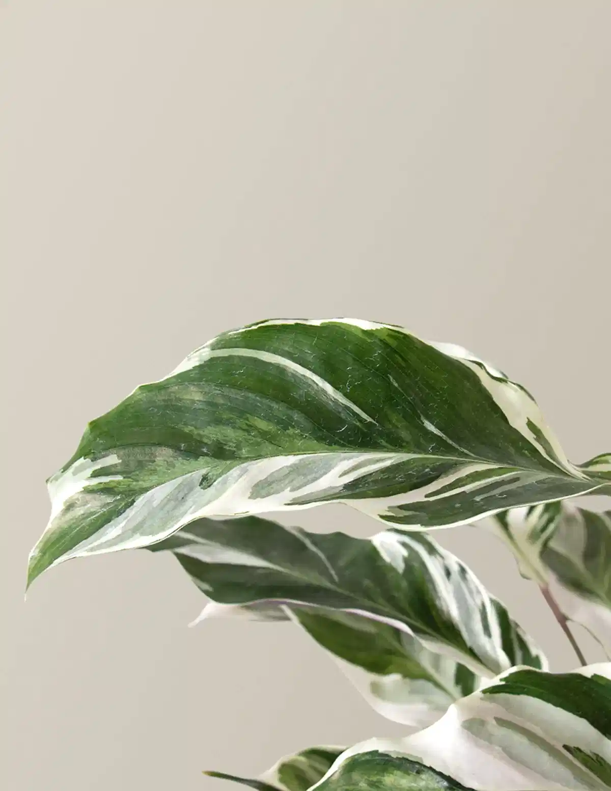 Calathea White Fusion
