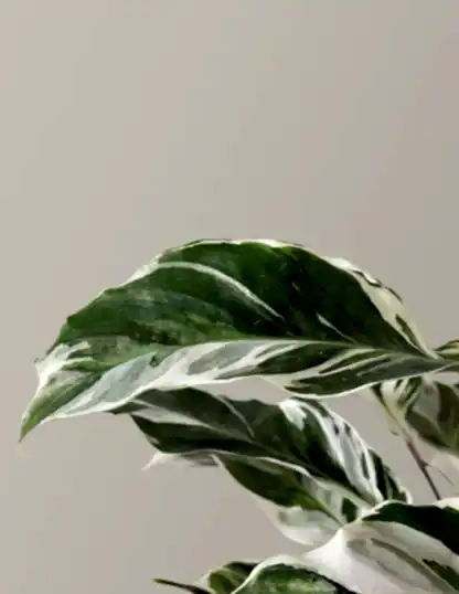 Calathea White Fusion