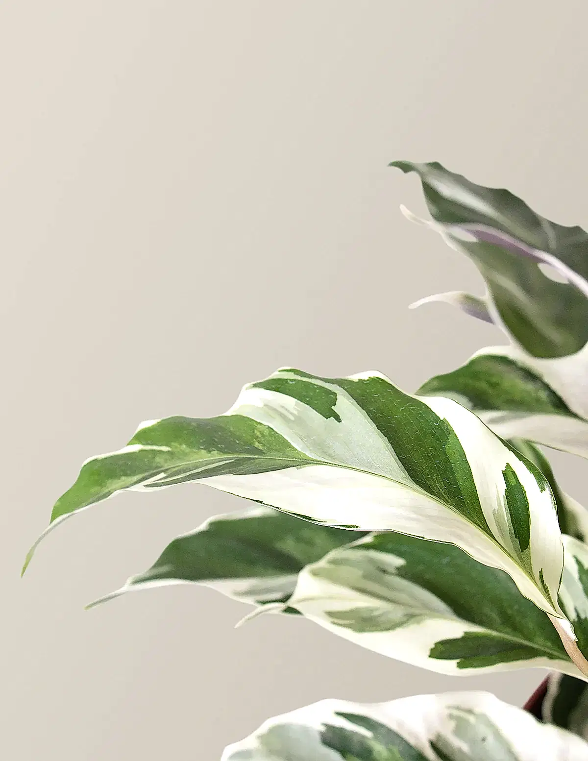 Calathea White Fusion
