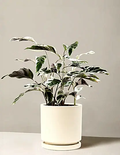 Calathea White Fusion