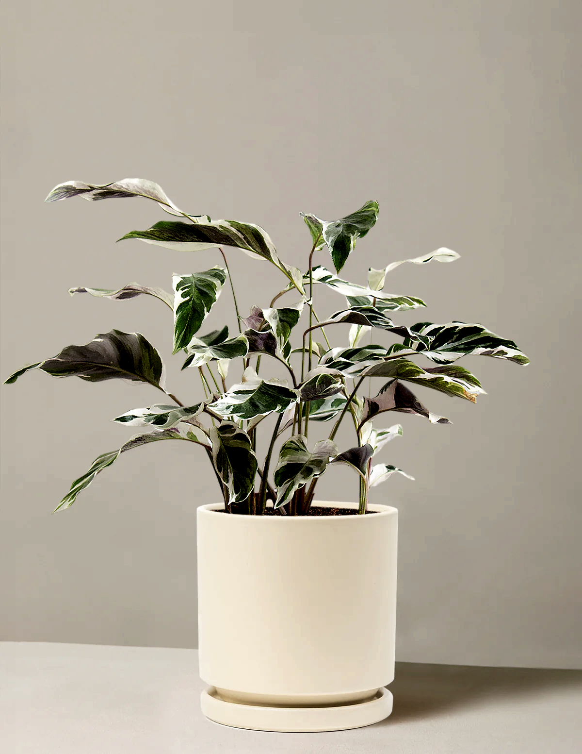 Calathea White Fusion