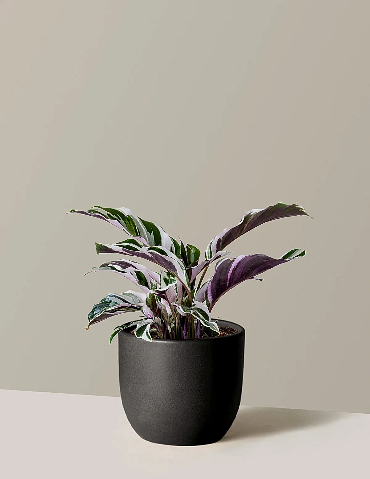 Calathea White Fusion