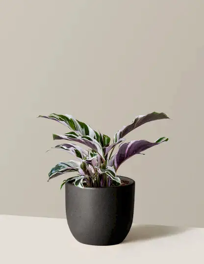 Calathea White Fusion