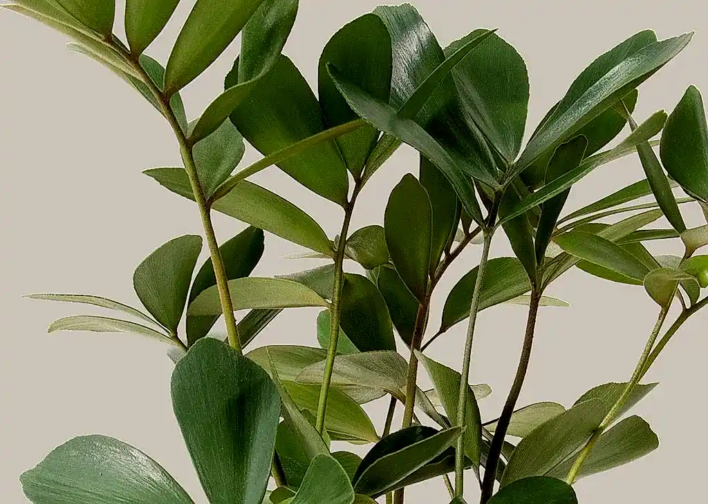 Cardboard Palm