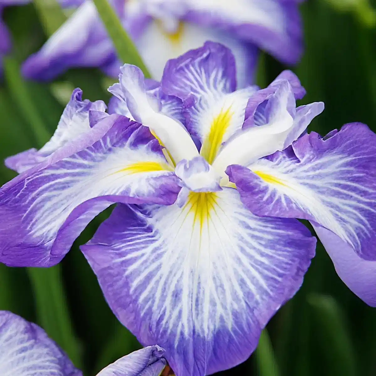 Cascade Spice Japanese Iris