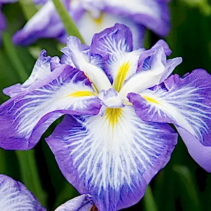 Cascade Spice Japanese Iris