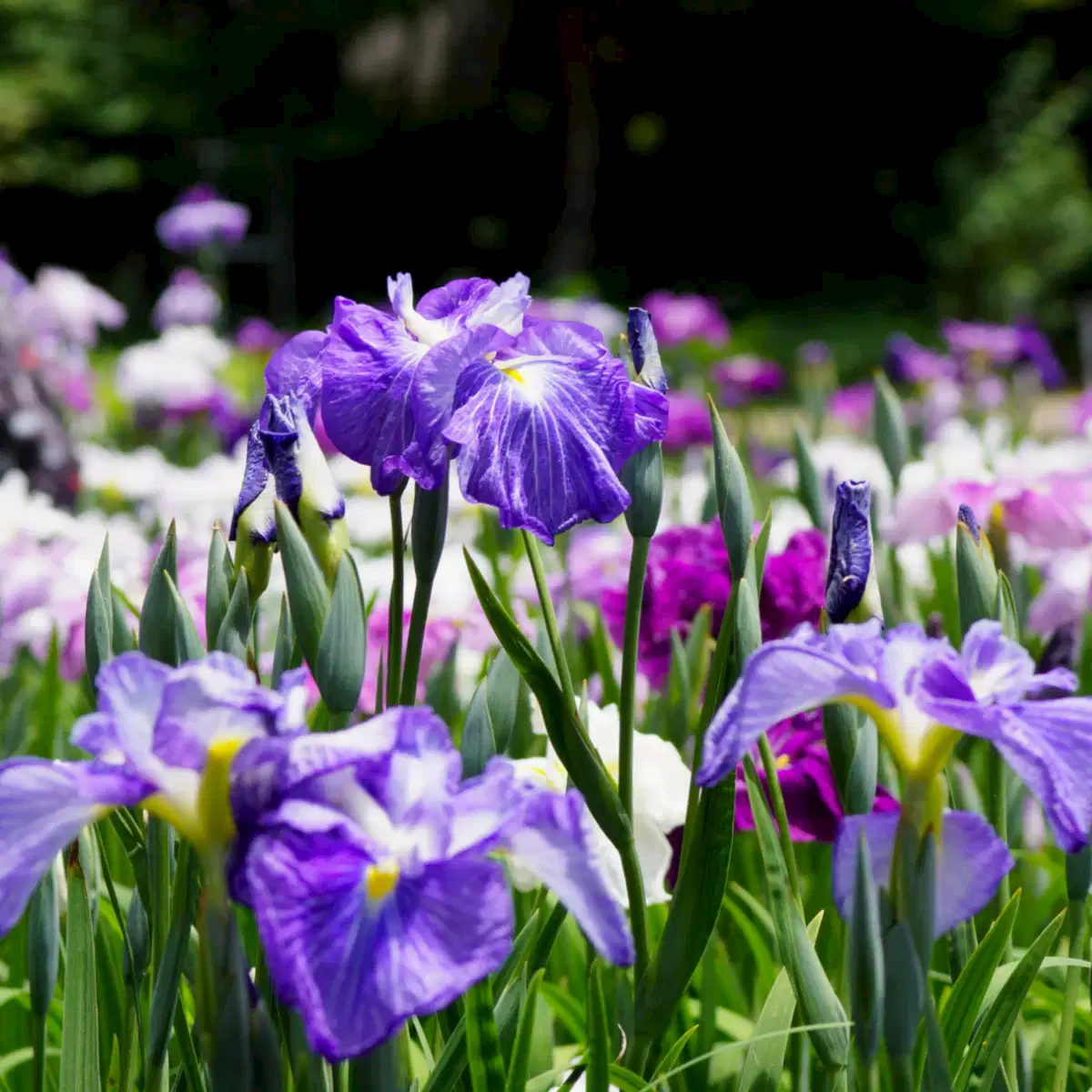 Cascade Spice Japanese Iris
