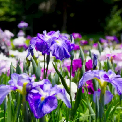 Cascade Spice Japanese Iris