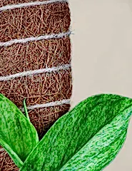 Coco Coir Pole