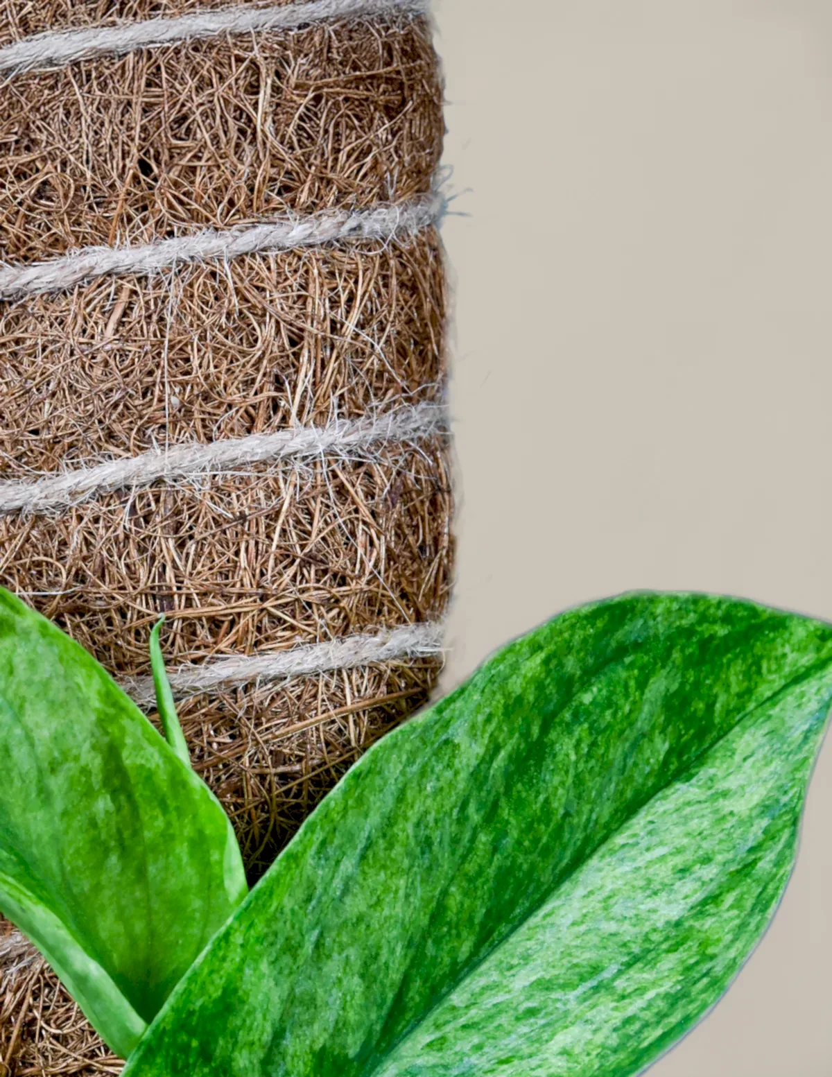Coco Coir Pole