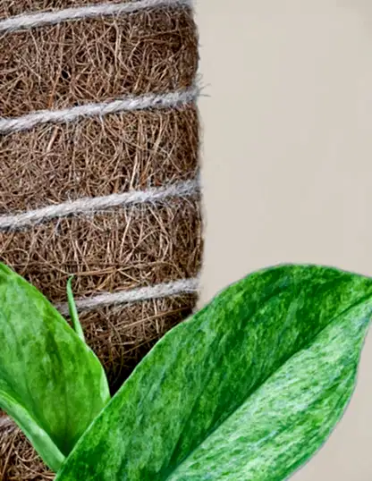 Coco Coir Pole