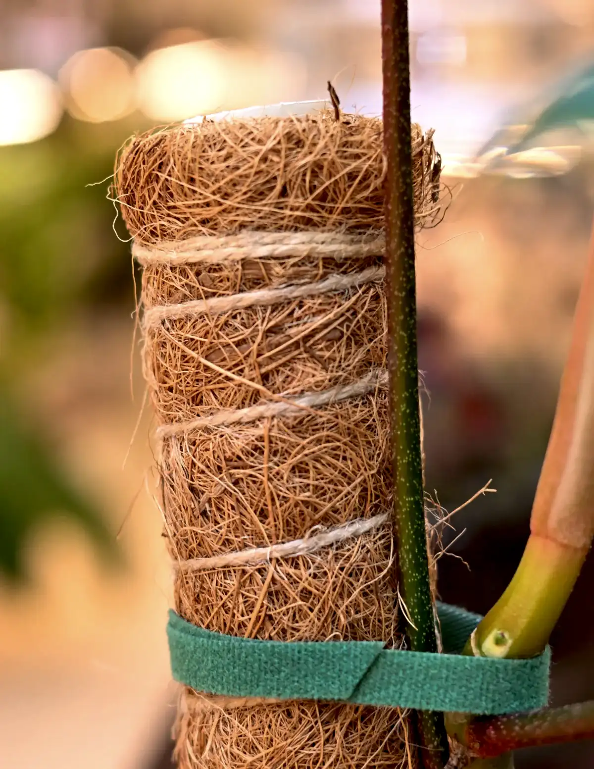 Coco Coir Pole