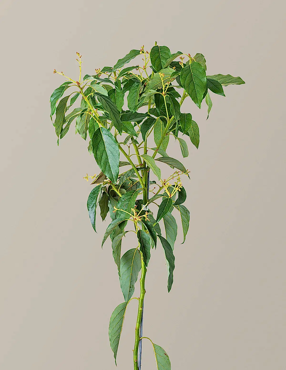 Cold Hardy Avocado Tree