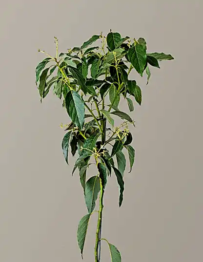 Cold Hardy Avocado Tree