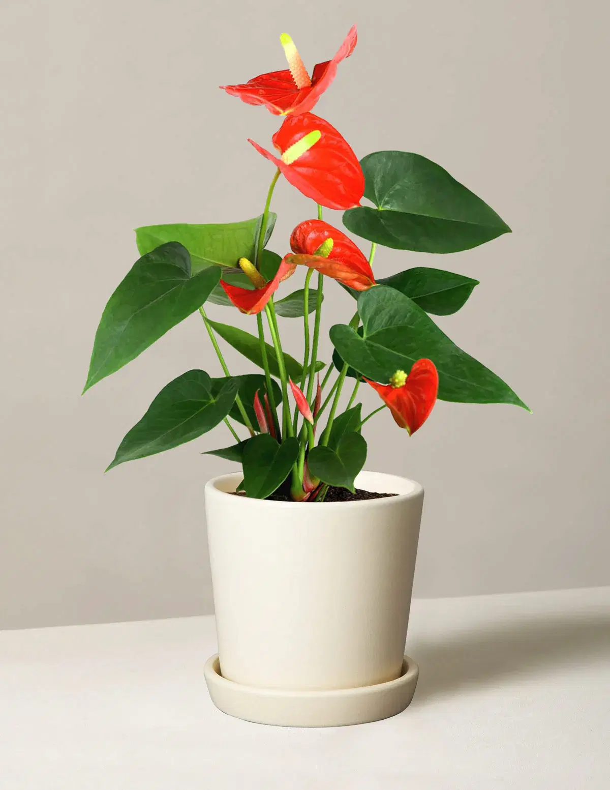 Coral Anthurium