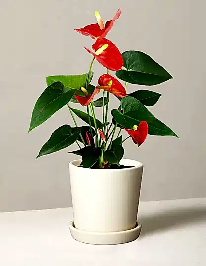 Coral Anthurium
