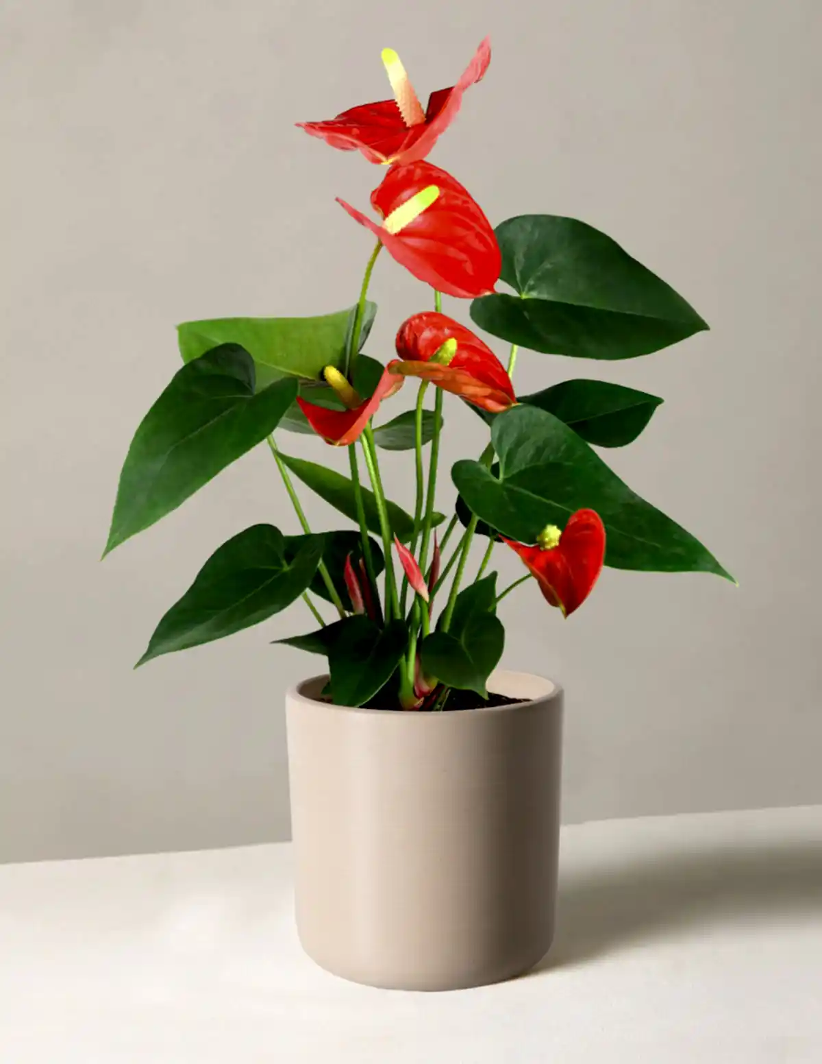 Coral Anthurium