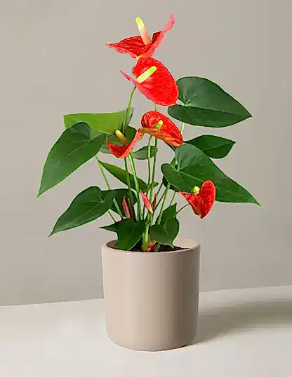 Coral Anthurium