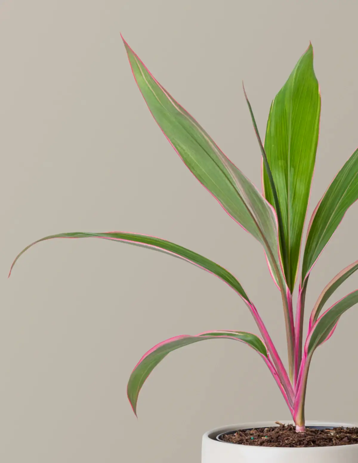Cordyline Pink Diamond