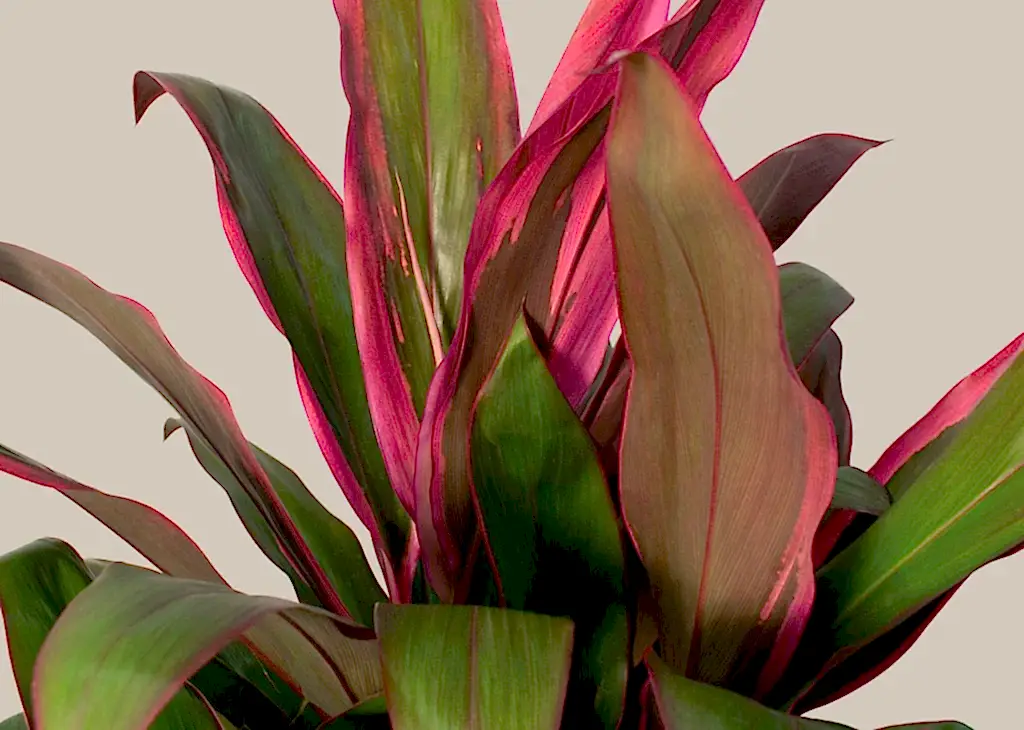 Cordyline Maria