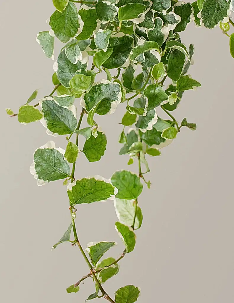 Creeping Fig