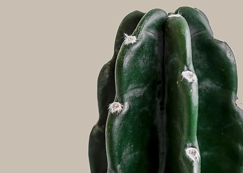 Cuddly Cactus